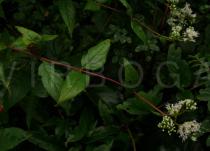 Eupatorium chinense - Branch - Click to enlarge!