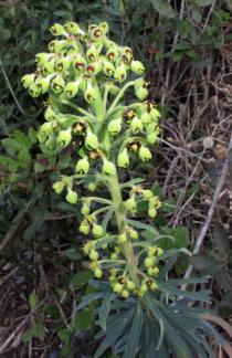 Euphorbia characias - Inflorescence - Click to enlarge!