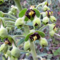 Euphorbia characias - Flowers - Click to enlarge!