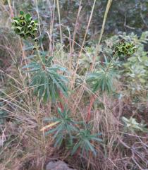Euphorbia characias - Habit - Click to enlarge!