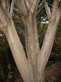 Euphorbia ingens - Trunk - Click to enlarge!