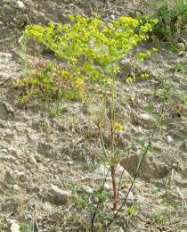 Euphorbia segetalis - Habit - Click to enlarge!