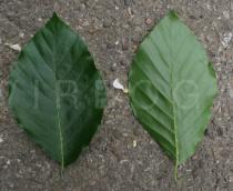 Fagus sylvatica - Upper and lower surface of leaf - Click to enlarge!