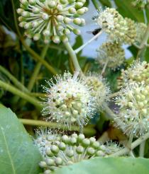 Fatsia japonica - Inflorescence - Click to enlarge!