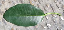 Ficus macrophylla - Upper surface of leaf - Click to enlarge!