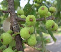Ficus ovata - Unripe fruits - Click to enlarge!