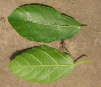 Ficus sur - Upper and lower surface of leaf - Click to enlarge!