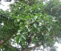 Ficus sycomorus - Branch with fruits - Click to enlarge!