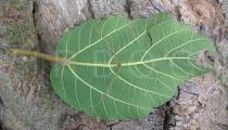Ficus sycomorus - Lower surface of leaf - Click to enlarge!