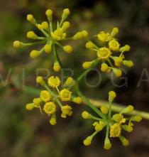 Foeniculum vulgare - Flowers close-up - Click to enlarge!