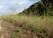 Foeniculum vulgare - Habit along roadside - Click to enlarge!
