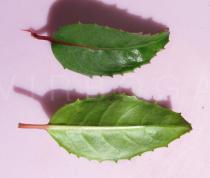 Fuchsia magellanica - Upper and lower surface of leaf - Click to enlarge!