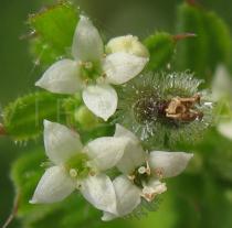 Galium aparine - Flower - Click to enlarge!