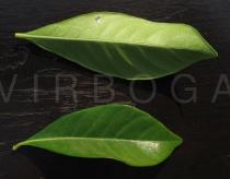 Gardenia jasminoides - Upper and lower surface of leaf - Click to enlarge!