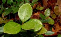 Gaultheria procumbens - Leaf - Click to enlarge!