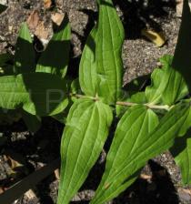 Gentiana asclepiadea - Leaf insertion - Click to enlarge!