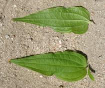 Gentiana asclepiadea - Upper and lower surface of leaf - Click to enlarge!
