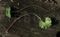 Geranium molle - Upper and lower surface of leaf - Click to enlarge!