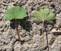Geranium rotundifolium - Upper and lower surface of leaf - Click to enlarge!
