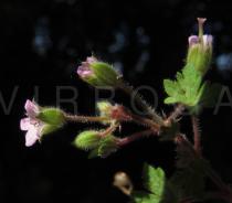 Geranium rotundifolium - Flower, side view - Click to enlarge!