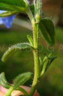 Glandora prostrata - Leaf insertion - Click to enlarge!
