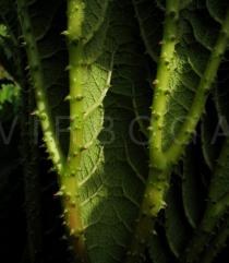 Gunnera tinctoria - Section of lower leaf surface - Click to enlarge!