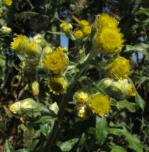 Helichrysum setosum - Flower heads - Click to enlarge!