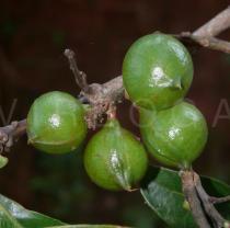 Helicia shweliensis - Ripening fruits - Click to enlarge!