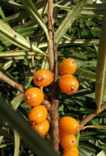 Hippophae rhamnoides - Thorn - Click to enlarge!