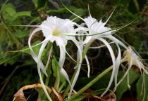 Hymenocallis latifolia - Flowers - Click to enlarge!