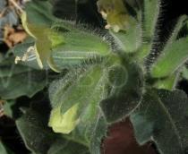 Hyoscyamus albus - Flower side view - Click to enlarge!