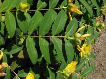 Hypericum calycinum - Foliage - Click to enlarge!