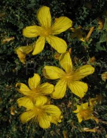 Hypericum olympicum - Flowers - Click to enlarge!