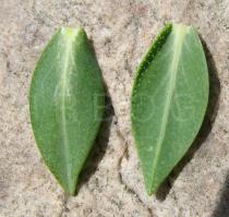 Hypericum olympicum - Upper and lower surface of leaf - Click to enlarge!