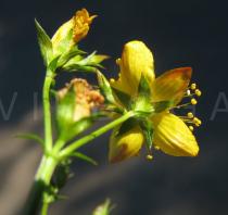 Hypericum tetrapterum - Flower from below - Click to enlarge!