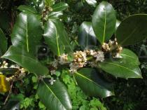 Ilex aquifolium - Flowering branch - Click to enlarge!