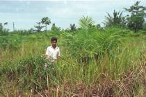 Imperata cylindrica - In young oil palm planting - Click to enlarge!