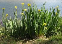 Iris pseudacorus - Habit - Click to enlarge!