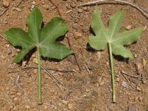 Jatropha mollissima - Upper and lower surface of leaf - Click to enlarge!