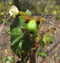 Jatropha ribifolia - Fruit - Click to enlarge!