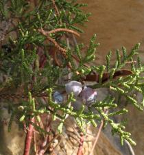 Juniperus phoenicea - Branch with fruits - Click to enlarge!
