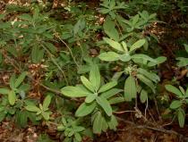 Kalmia
		angustifolia - Click to enlarge!