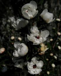 Leptospermum scoparium - Flowers - Click to enlarge!