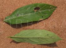 Lippia chevalieri - Upper and lower surface of leaf - Click to enlarge!