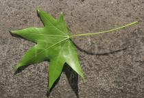 Liquidambar styraciflua - Leaf from below - Click to enlarge!
