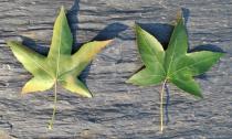 Liquidambar styraciflua - Upper and lower surface of leaf - Click to enlarge!