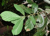 Litsea semecarpifolia - Branch - Click to enlarge!