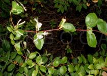 Lonicera japonica - Twig - Click to enlarge!