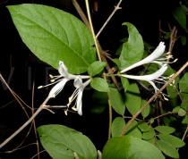 Lonicera japonica - Flower - Click to enlarge!