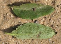 Lonicera periclymenum - Upper and lower side of leaf - Click to enlarge!